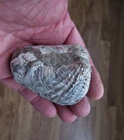 Pholadomya  ambigua pretty bivalve