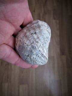Pholadomya  ambigua pretty bivalve