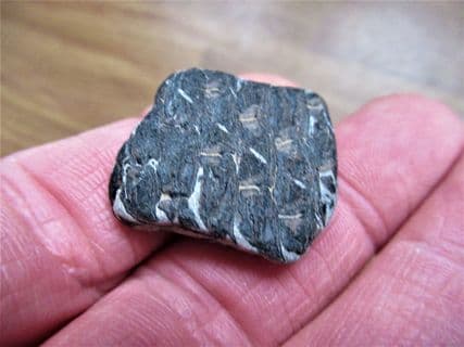 Pholidophoroides  scales