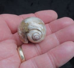 Physa princepii  Agatised Gastropod!