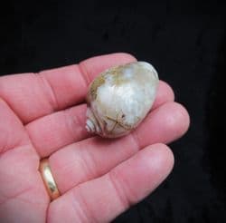 Physa princepii  Agatised Gastropod!