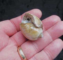 Physa princepii  Agatised Gastropod!