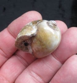 Physa princepii  Agatised Gastropod!
