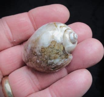 Physa princepii  Agatised Gastropod!
