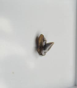 Physogaleus secundus (Winkler 1874)