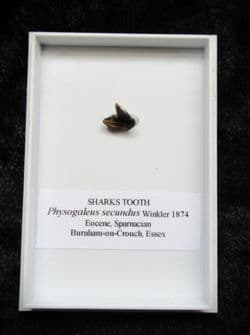 Physogaleus secundus (Winkler 1874)