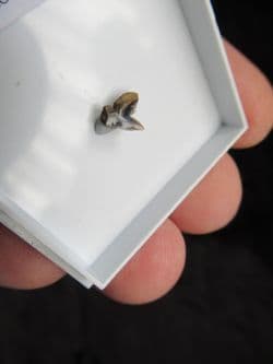 Physogaleus secundus (Winkler 1874)