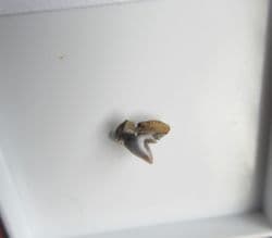 Physogaleus secundus (Winkler 1874)