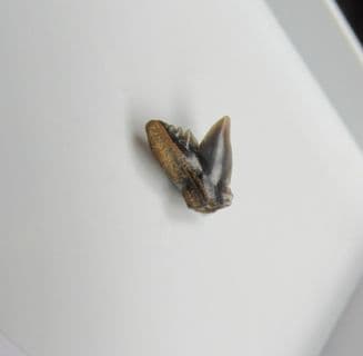 Physogaleus secundus (Winkler 1874)