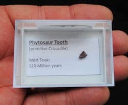 Phytosaur early Archosaur 