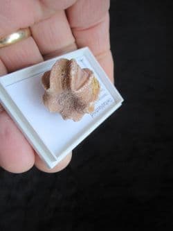 Pink Timor Blastoid