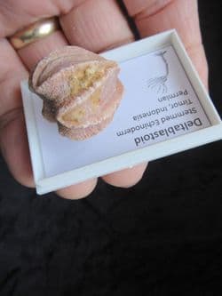 Pink Timor Blastoid