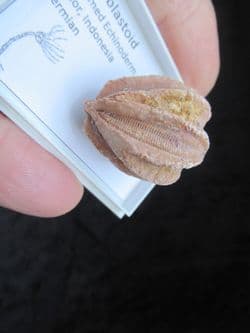 Pink Timor Blastoid