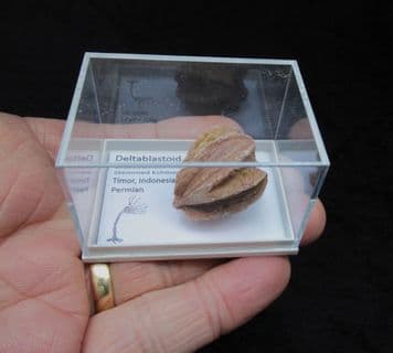 Pink Timor Blastoid
