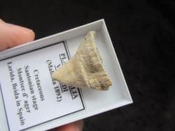 Placosmilia vidali Rugose coral