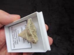 Placosmilia vidali Rugose coral