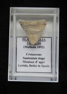 Placosmilia vidali Rugose coral