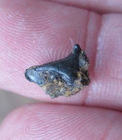 Planohybodus ensis from East Sussex