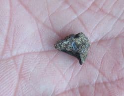 Planohybodus ensis from East Sussex