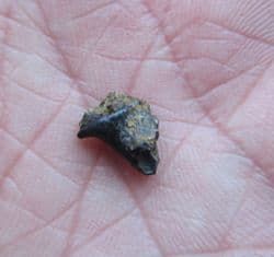 Planohybodus ensis from East Sussex