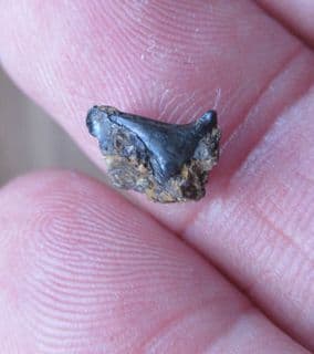 Planohybodus ensis from East Sussex