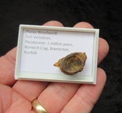 platax woodwardi fish vertebra from the Norwich crag