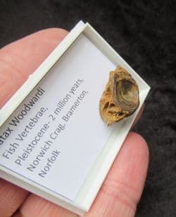 platax woodwardi fish vertebra from the Norwich crag