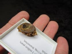 platax woodwardi fish vertebra from the Norwich crag