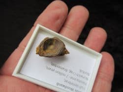 platax woodwardi fish vertebra from the Norwich crag