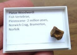 platax woodwardi fish vertebra from the Norwich crag