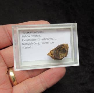 platax woodwardi fish vertebra from the Norwich crag