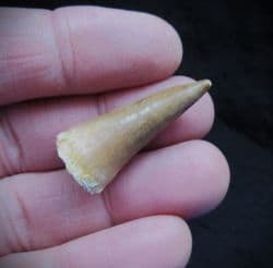 Platycarpus Ptychodon  Mosasaur tooth!