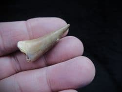 Platycarpus Ptychodon  Mosasaur tooth!