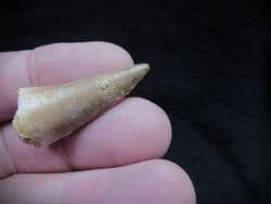 Platycarpus Ptychodon  Mosasaur tooth!
