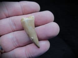 Platycarpus Ptychodon  Mosasaur tooth!