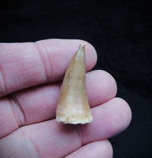 Platycarpus Ptychodon  Mosasaur tooth!