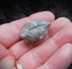 Platystrophia  ponderosa from the Ordovician