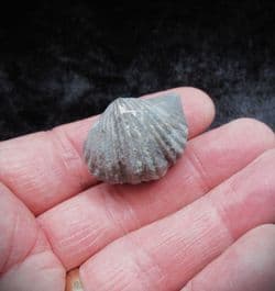 Platystrophia  ponderosa from the Ordovician