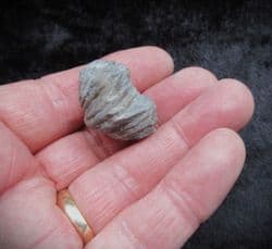 Platystrophia  ponderosa from the Ordovician