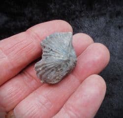 Platystrophia  ponderosa from the Ordovician