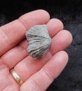 Platystrophia  ponderosa from the Ordovician
