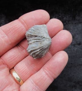Platystrophia  ponderosa from the Ordovician