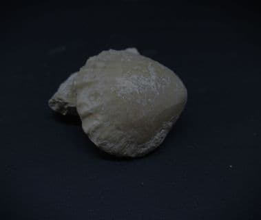 Plectothyris fimbria (j.sowerby 1825)