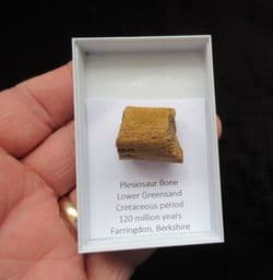 Plesiosaur rib from Faringdon