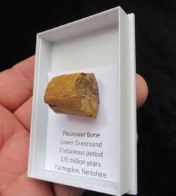 Plesiosaur rib from Faringdon