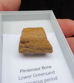 Plesiosaur rib from Faringdon