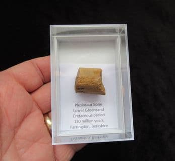 Plesiosaur rib from Faringdon