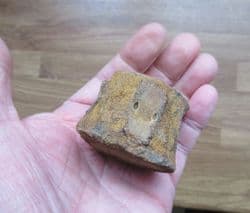 Plesiosaur vertebra from Abingdon