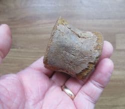 Plesiosaur vertebra from Abingdon