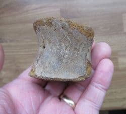 Plesiosaur vertebra from Abingdon
